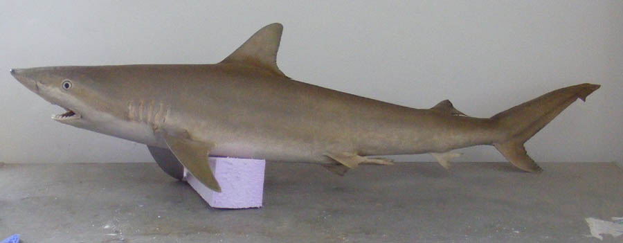 Carcharhinus acronotus f