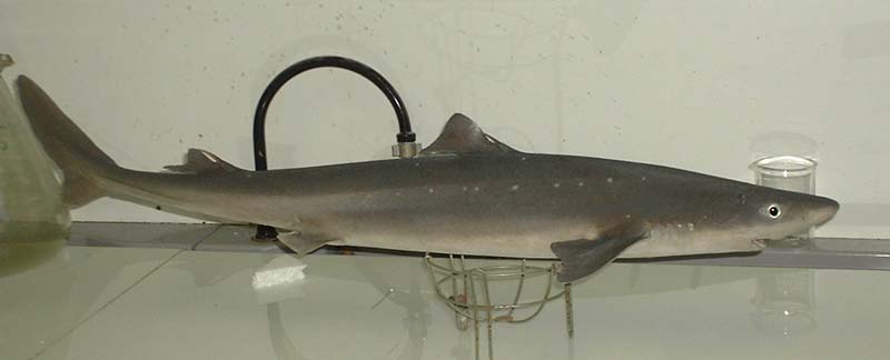 Le spécialiste de l'ichtyotaxidermie Requins et raies