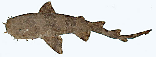 requin-tapis-entier2