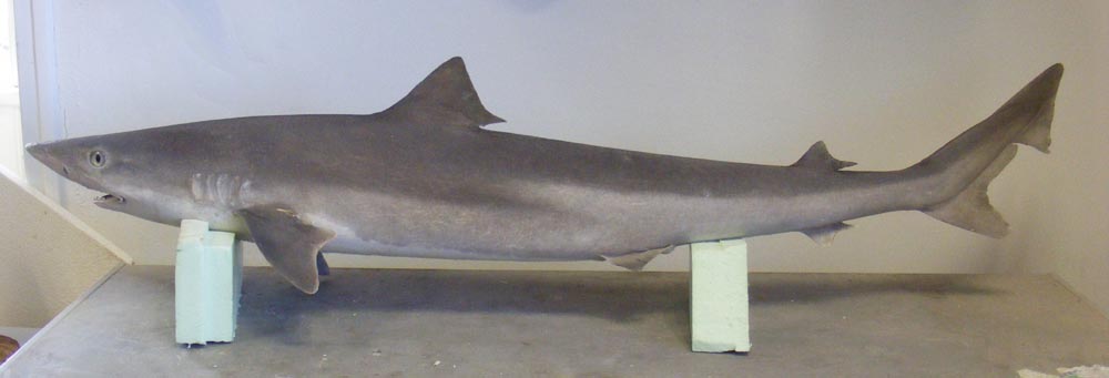requin ha galeorhinus galeus