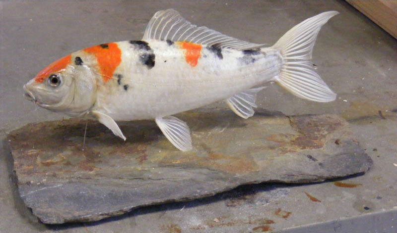 Carpe koi F