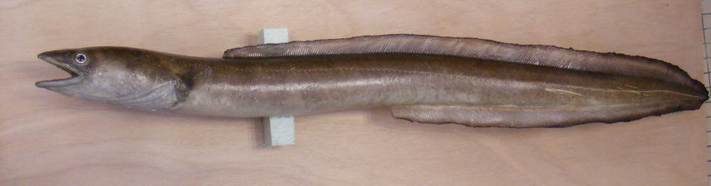 Poissons finis - Bernard Bourlès SPÉCIALISTE DE L'ICHTYOTAXIDERMIE