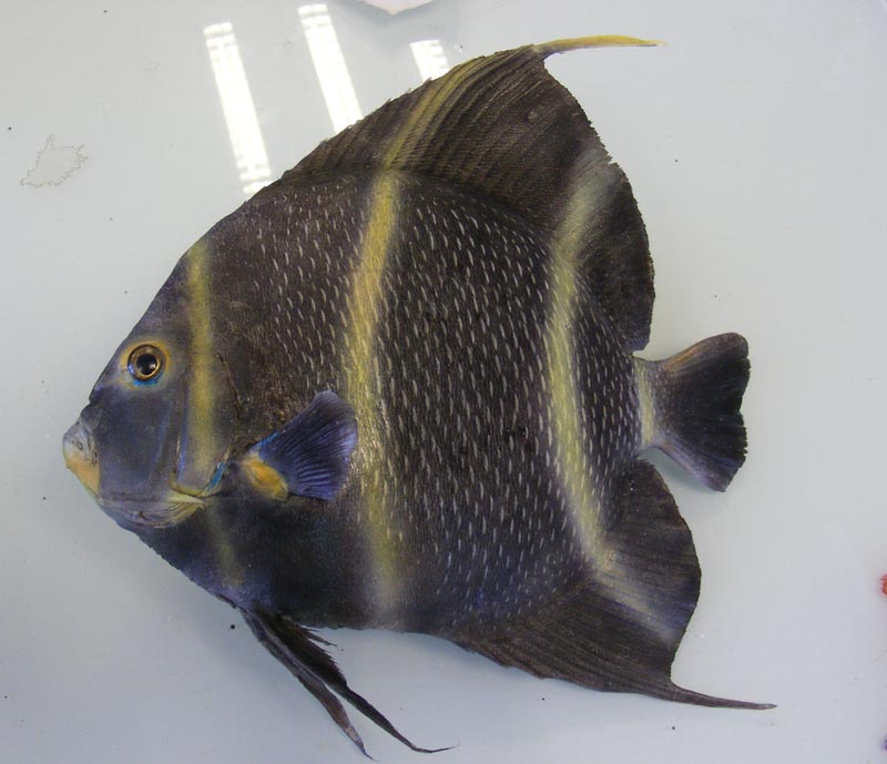 Poissons finis - Bernard Bourlès SPÉCIALISTE DE L'ICHTYOTAXIDERMIE
