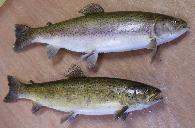 Poissons finis Bernard Bourlès SPÉCIALISTE DE L'ICHTYOTAXIDERMIE — free download